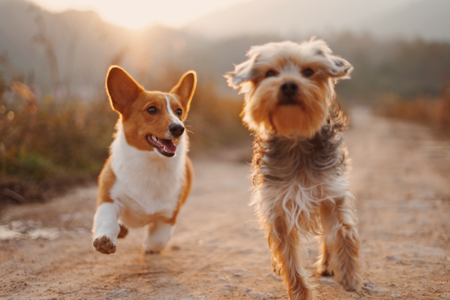 Die Kunst der Hundeentspannung erklärt von Eira