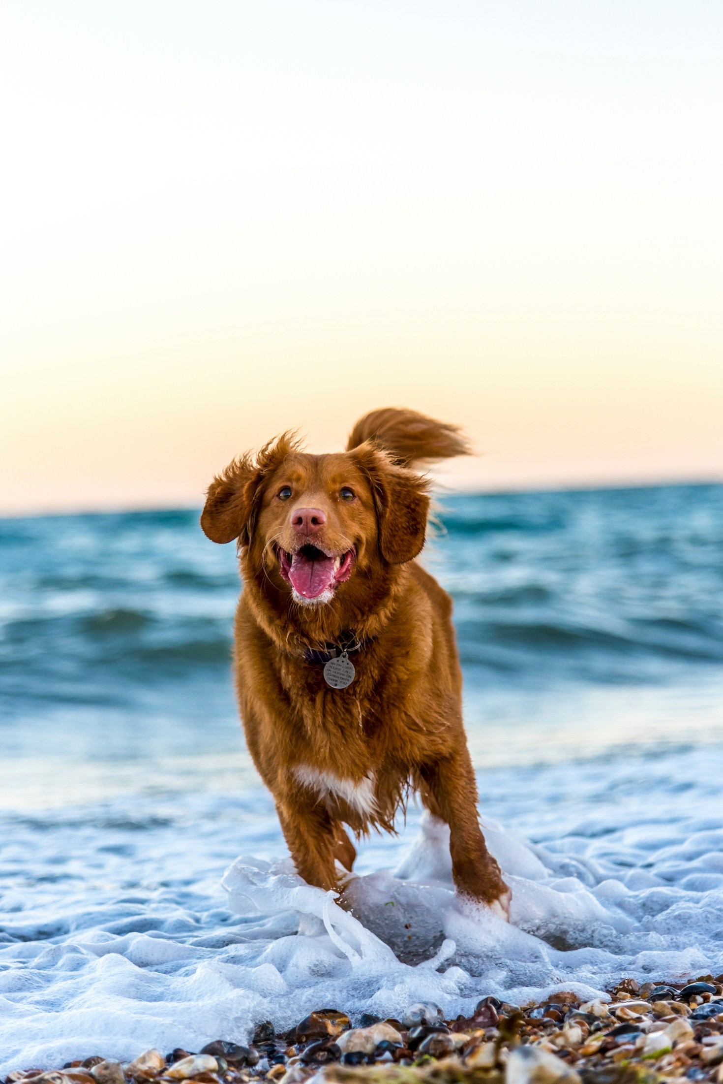 Was ich als Hund über Menschen gelernt habe